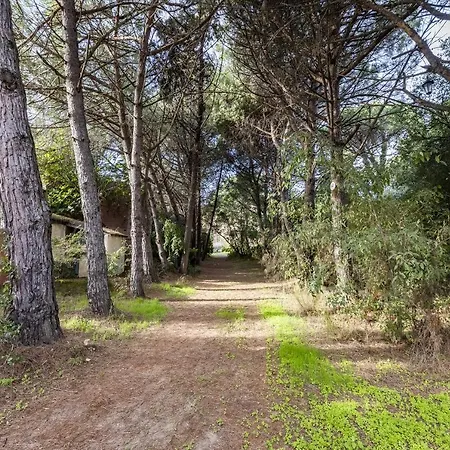 Cigale 1 Argelès-sur-Mer